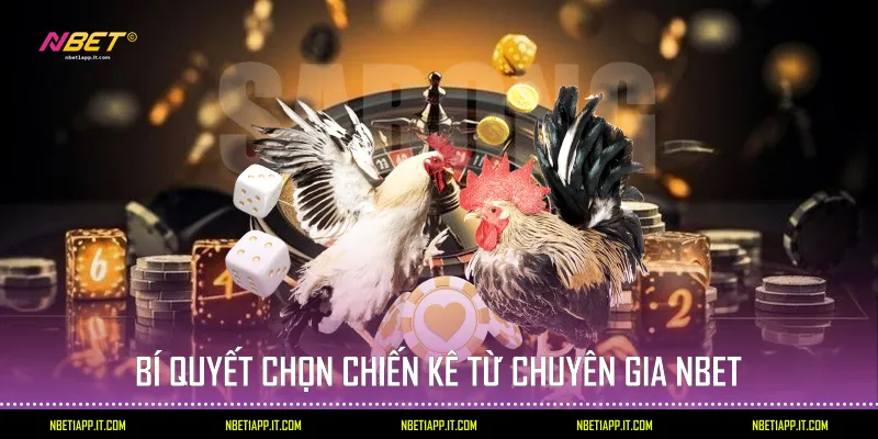 Bí quyết chọn chiến kê từ chuyên gia Nbet