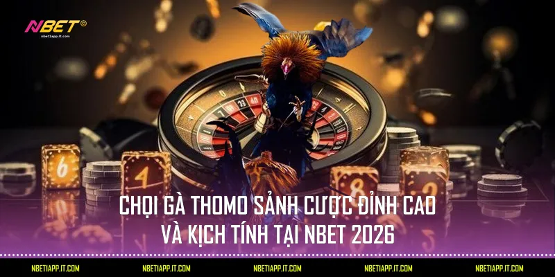 Chọi gà Thomo