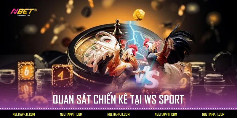 Quan sát chiến kê tại WS Sport